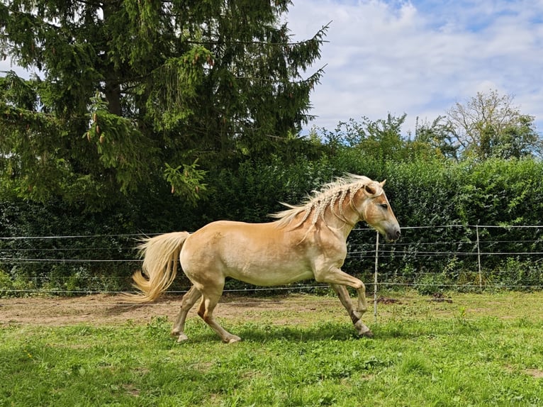 Edelbluthaflinger Castrone 9 Anni 152 cm Sauro in Sonneborn