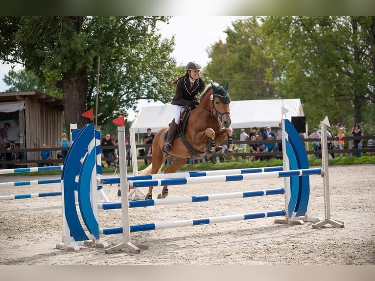 Edelbluthaflinger Étalon 14 Ans 150 cm Alezan in Mücheln (Geiseltal)