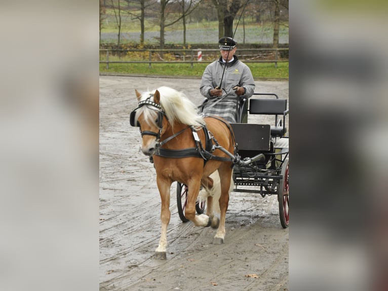 Edelbluthaflinger Étalon 14 Ans 150 cm Alezan in Mücheln (Geiseltal)