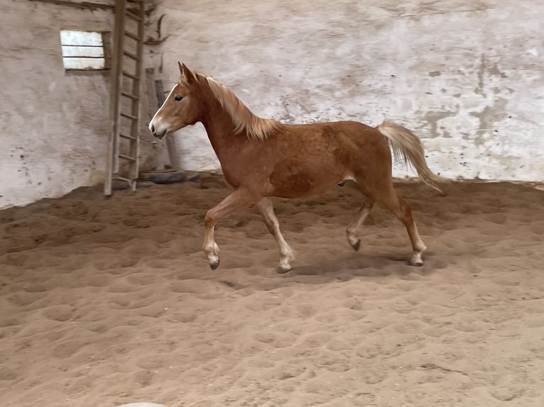 Edelbluthaflinger Étalon 1 Année 148 cm Palomino in Scheßlitz