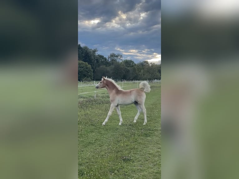 Edelbluthaflinger Étalon 1 Année 150 cm Alezan in Hüttenberg