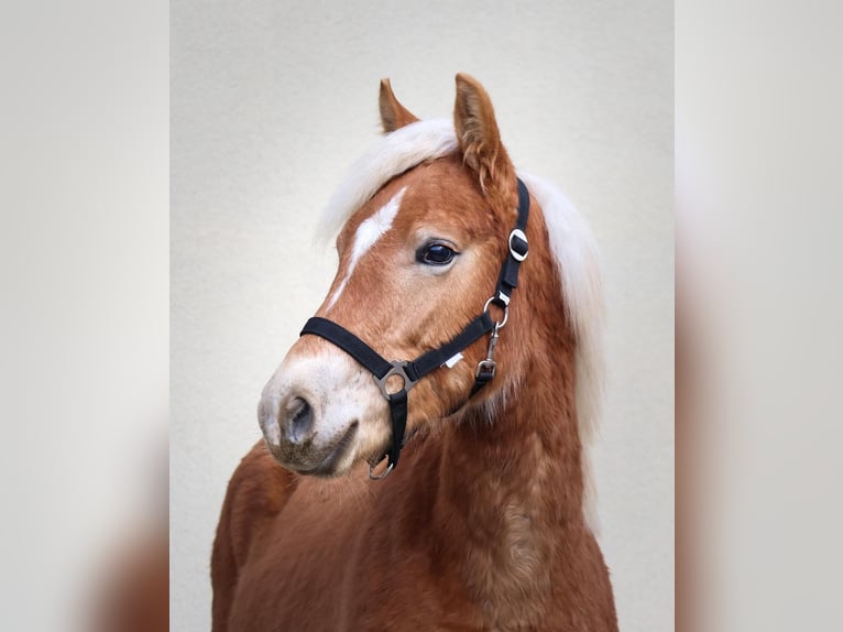 Edelbluthaflinger Étalon 1 Année 150 cm Alezan in Ebermannsdorf