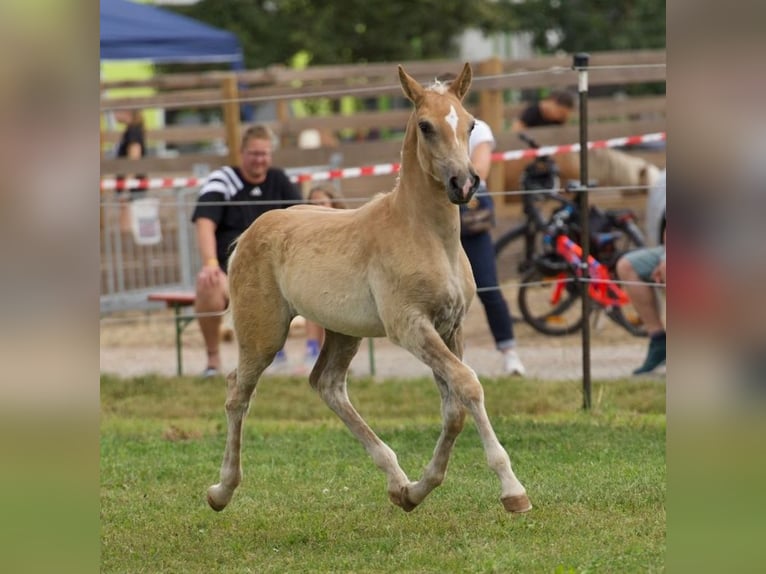 Edelbluthaflinger Étalon 1 Année 150 cm Alezan in Ebermannsdorf