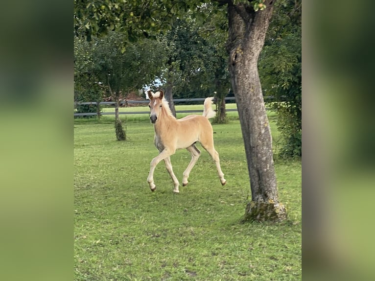 Edelbluthaflinger Étalon 1 Année 150 cm Alezan in Dillingen an der Donau