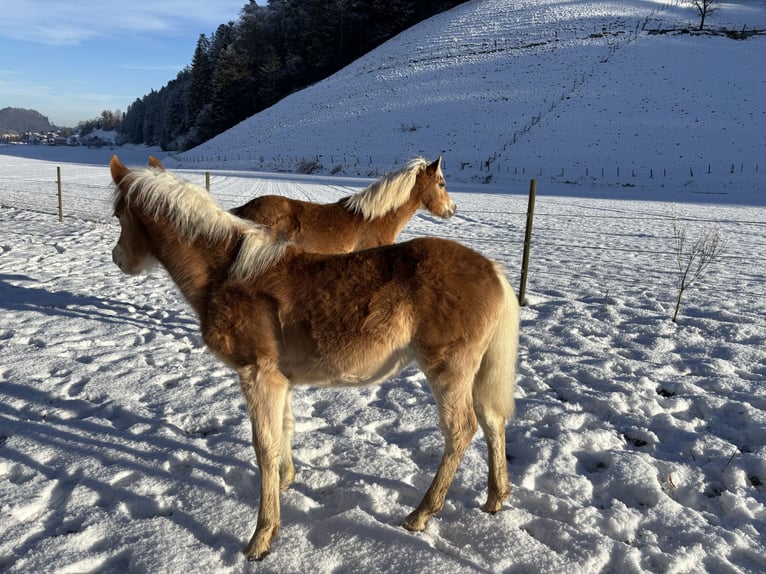 Edelbluthaflinger Étalon 1 Année Alezan in Gettnau