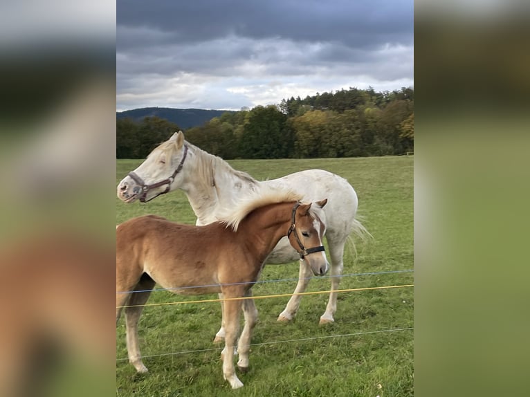 Edelbluthaflinger Étalon 1 Année Alezan in Leutenberg