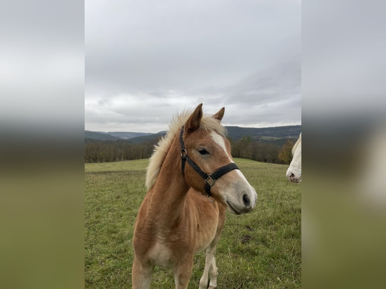 Edelbluthaflinger Étalon 1 Année Alezan in Leutenberg