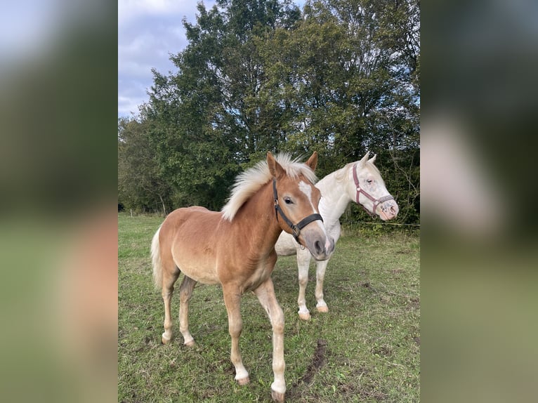 Edelbluthaflinger Étalon 1 Année Alezan in Leutenberg