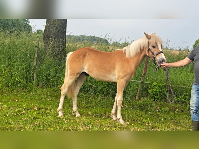 Edelbluthaflinger Étalon 1 Année Alezan in Vreden