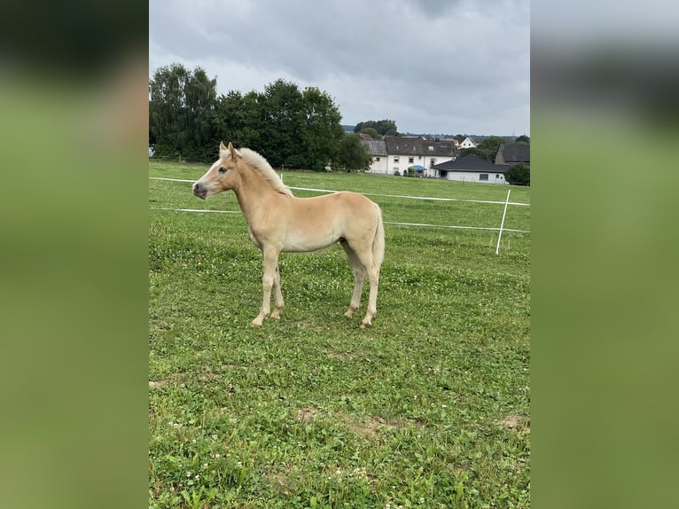 Edelbluthaflinger Étalon 1 Année Alezan in Trier