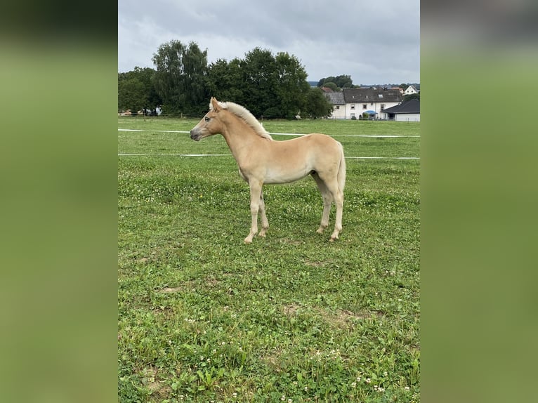 Edelbluthaflinger Étalon 1 Année Alezan in Trier