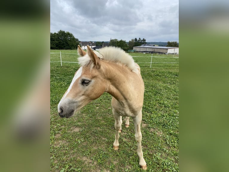 Edelbluthaflinger Étalon 1 Année Alezan in Trier