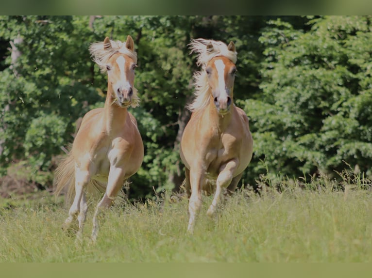Edelbluthaflinger Étalon 1 Année Alezan in Achslach
