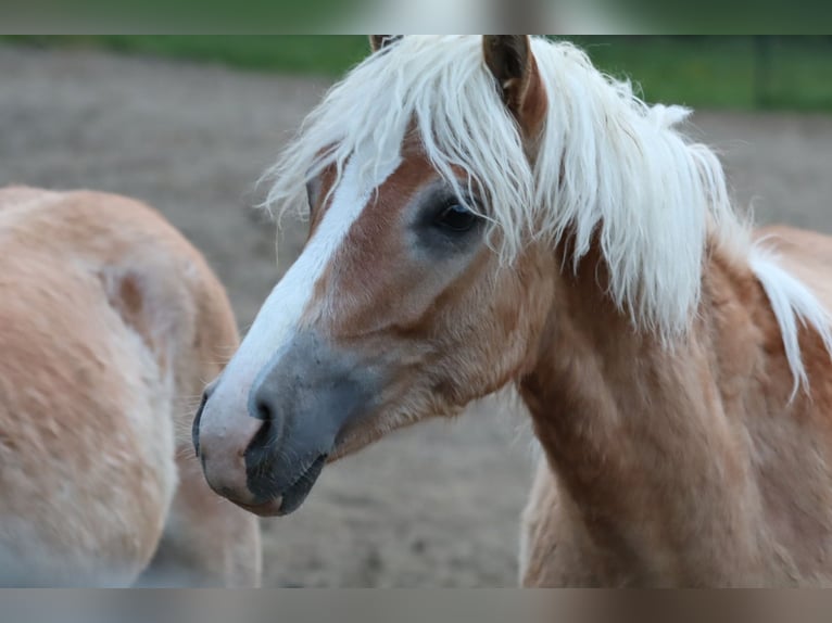 Edelbluthaflinger Étalon 1 Année Alezan in Achslach