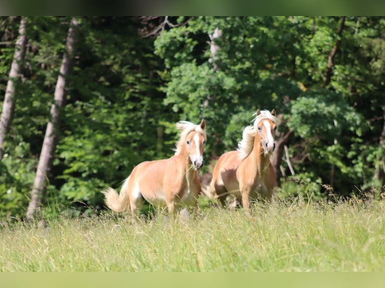 Edelbluthaflinger Étalon 1 Année Alezan in Achslach