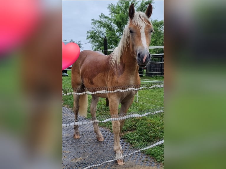 Edelbluthaflinger Étalon 2 Ans 145 cm in Berg