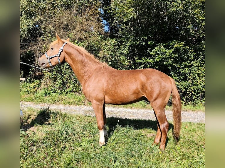 Edelbluthaflinger Étalon 2 Ans 148 cm Alezan in Schwarzach bei Nabburg