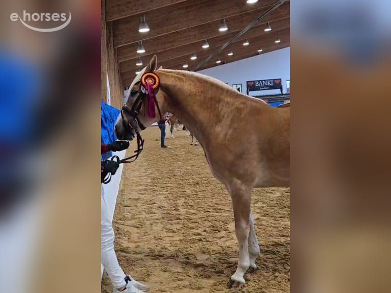 Edelbluthaflinger Étalon 2 Ans 148 cm Alezan in Erxleben