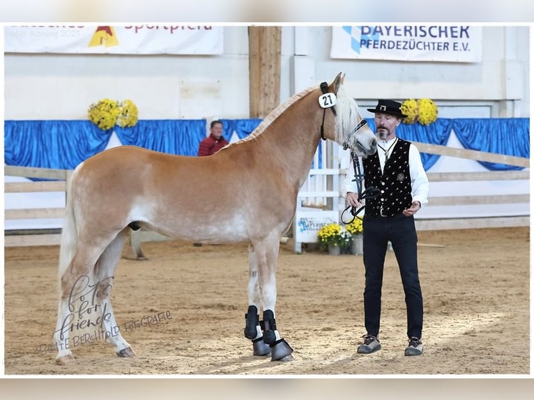 Edelbluthaflinger Étalon 2 Ans 151 cm Alezan in Ebermannsdorf