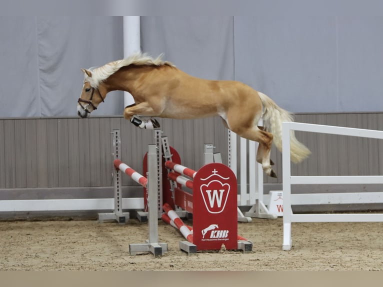 Edelbluthaflinger Étalon 3 Ans 144 cm Alezan in Diepholz