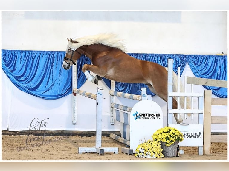 Edelbluthaflinger Étalon 3 Ans 147 cm Alezan in Bayreuth