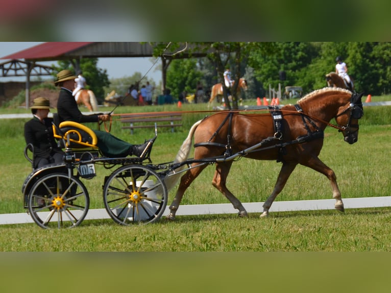 Edelbluthaflinger Étalon 6 Ans 148 cm in Bayreuth