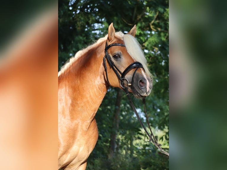 Edelbluthaflinger Étalon 6 Ans 148 cm in Bayreuth