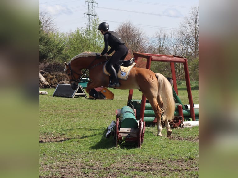 Edelbluthaflinger Étalon 6 Ans 148 cm in Bayreuth