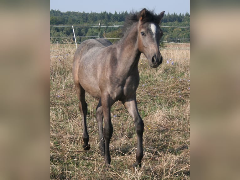 Edelbluthaflinger Étalon Poulain (04/2024) 150 cm Gris in Rosenberg