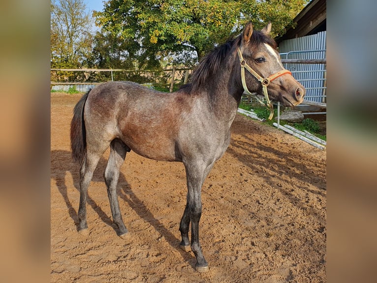 Edelbluthaflinger Croisé Étalon Poulain (04/2024) 150 cm Gris in Rosenberg