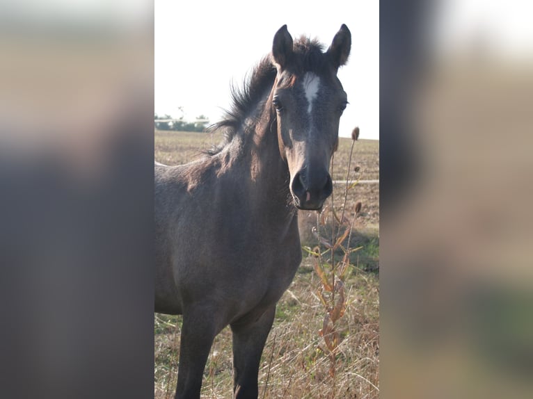 Edelbluthaflinger Étalon Poulain (04/2024) 150 cm Gris in Rosenberg