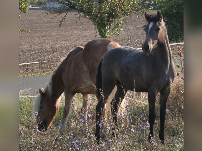 Edelbluthaflinger Étalon Poulain (04/2024) 150 cm Gris in Rosenberg