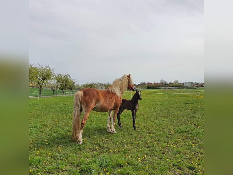 Edelbluthaflinger Étalon Poulain (04/2024) 150 cm Gris in Rosenberg