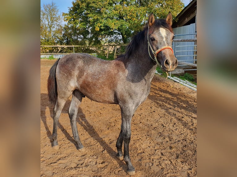 Edelbluthaflinger Croisé Étalon Poulain (04/2024) 150 cm Gris in Rosenberg