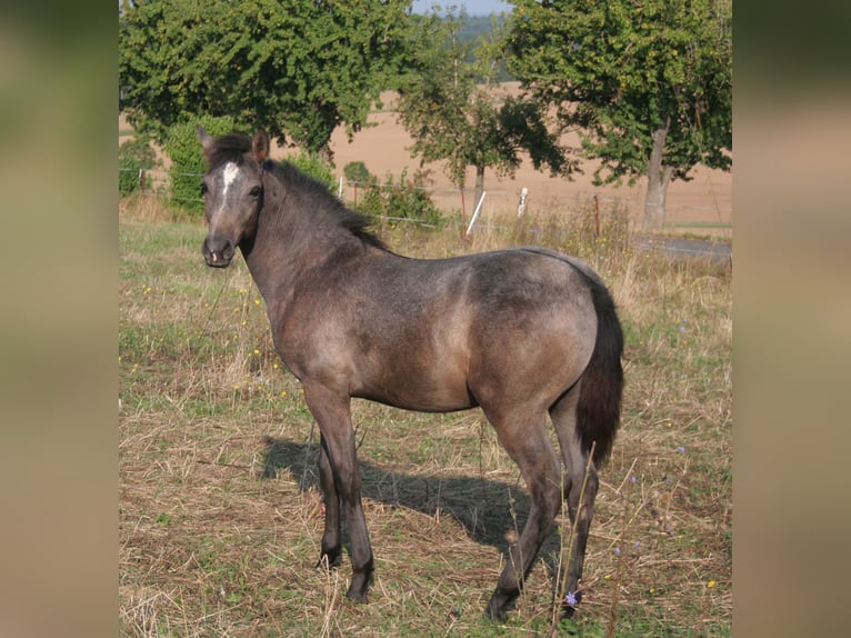 Edelbluthaflinger Étalon Poulain (04/2024) 150 cm Gris in Rosenberg