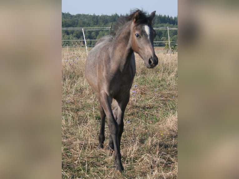 Edelbluthaflinger Étalon Poulain (04/2024) 150 cm Gris in Rosenberg