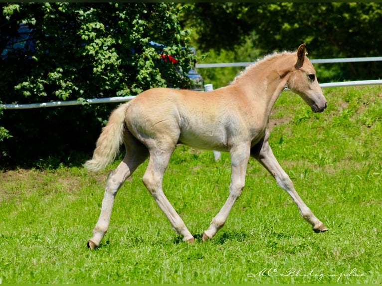 Edelbluthaflinger Étalon Poulain (04/2024) Alezan in Plessa