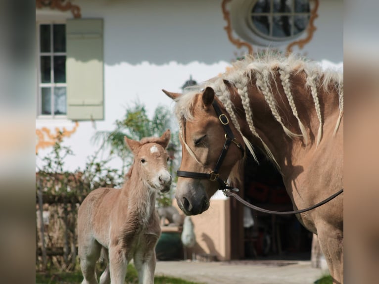 Edelbluthaflinger Étalon Poulain (04/2024) Alezan in Gmund am Tegernsee