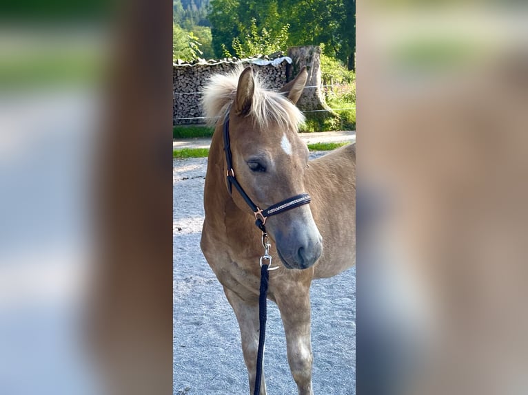 Edelbluthaflinger Étalon Poulain (04/2024) Alezan in Gmund am Tegernsee