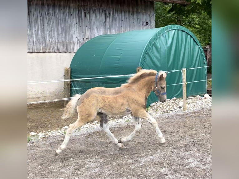 Edelbluthaflinger Étalon Poulain (04/2024) Alezan in Gmund am Tegernsee