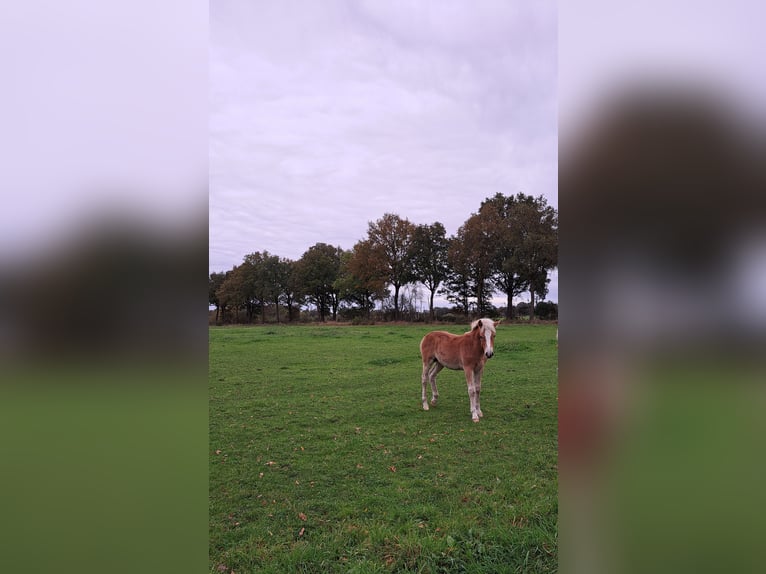 Edelbluthaflinger Étalon Poulain (05/2024) Alezan in Vreden