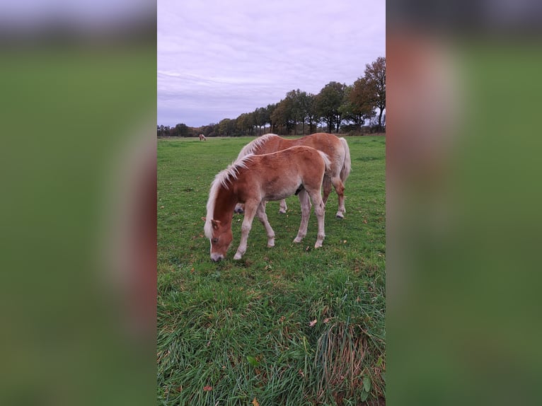 Edelbluthaflinger Étalon Poulain (05/2024) Alezan in Vreden