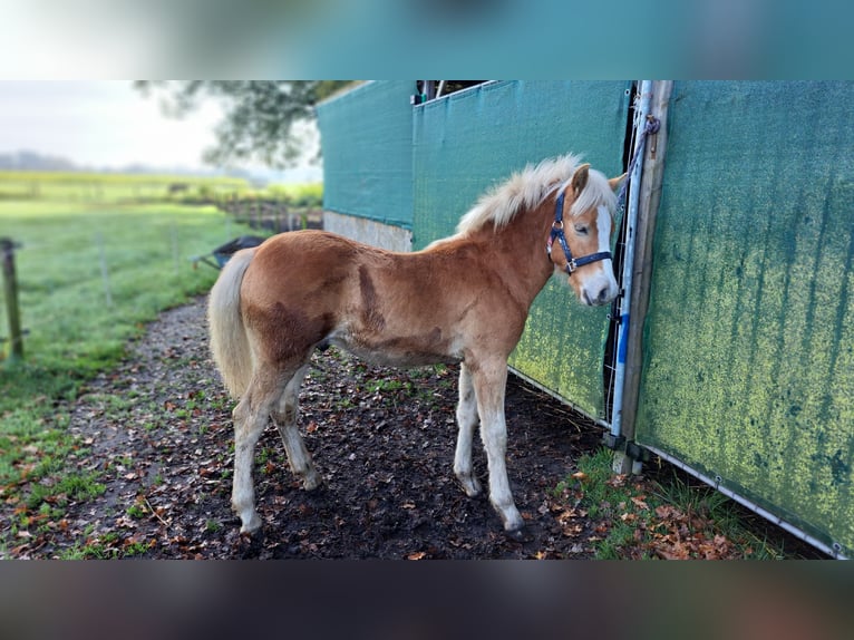 Edelbluthaflinger Étalon Poulain (05/2024) Alezan in Vreden