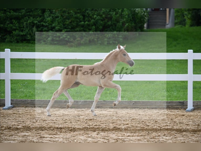 Edelbluthaflinger Étalon Poulain (04/2024) Alezan in Miesbach