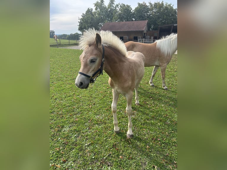 Edelbluthaflinger Étalon Poulain (05/2024) in Thierhaupten