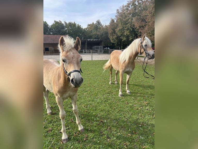 Edelbluthaflinger Étalon Poulain (05/2024) in Thierhaupten