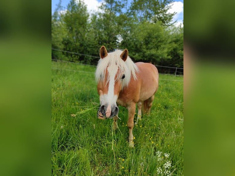Edelbluthaflinger Gelding 10 years 14,1 hh Dun in Creu&#xDF;en