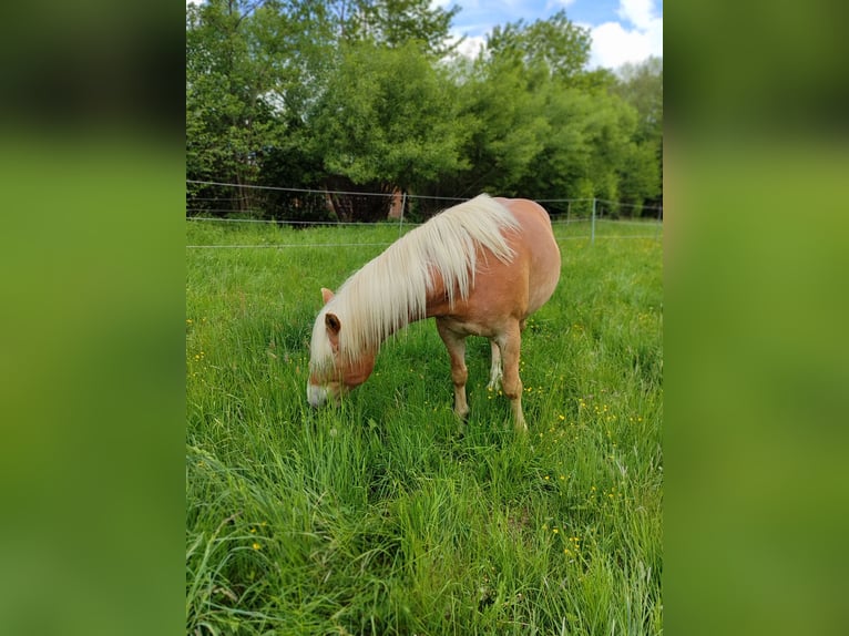 Edelbluthaflinger Gelding 10 years 14,1 hh Dun in Creu&#xDF;en