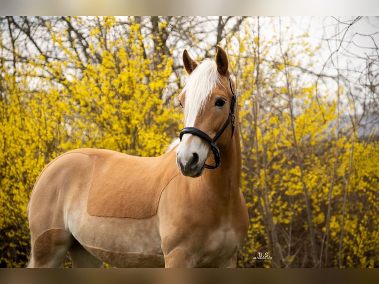 Edelbluthaflinger Gelding 10 years 14,3 hh Palomino in Berlin