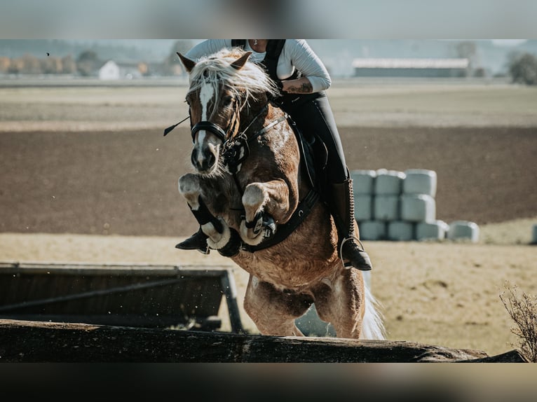 Edelbluthaflinger Gelding 10 years 15 hh Chestnut-Red in Roßhaupten
